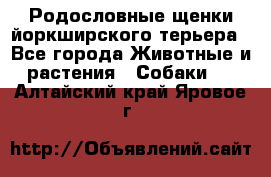 Родословные щенки йоркширского терьера - Все города Животные и растения » Собаки   . Алтайский край,Яровое г.